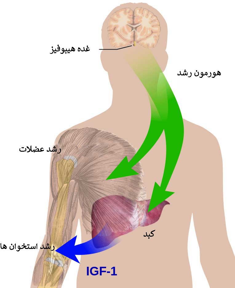 هورمون رشد چیست؟؟