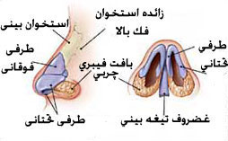 آناتومی بینی یا ساختار بینی
