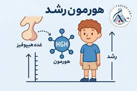 آزمایش هورمون رشد (GH) چیست و چه کاربردی دارد؟