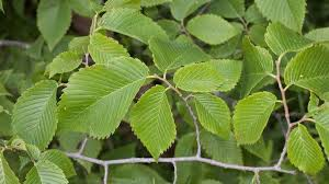 عصاره نارون گیاهی آرام بخش برای معده و روده