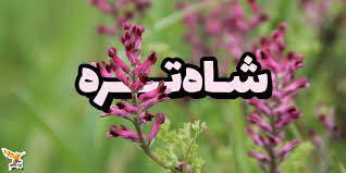 عرق شاطره گیاهی شفابخش برای پاکسازی بدن