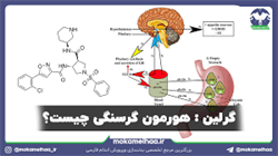 هورمون های تنظیم کننده ی غذا خوردن و وزن بدن