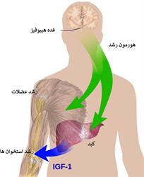 هورمون رشد چیست؟؟