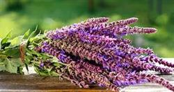 مریم گلی (Sage)