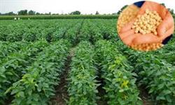 فواید مصرف سویا