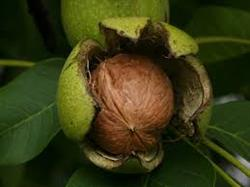 همه چیز درباره گردو
