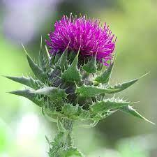 سیلیمارین (Silymarin) محافظ گیاهی کبد