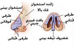 1- اجزای خارج بینی که شامل سه لایه بیرونی ودرونی ومیانی است.