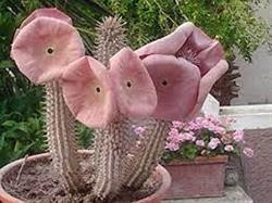 سرکوب کننده اشتها گیاه (hoodia)