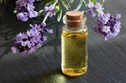 همه چیز درباره گیاه اسطوخودوس