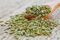 رازیانه (Fennel)