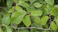 عصاره نارون گیاهی آرام بخش برای معده و روده