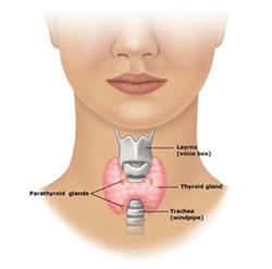 کم کاری تیروئید و پرکاری تیروئید